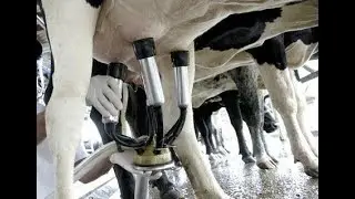 Ventajas del ordeño mecánico móvil en pequeña producción - La Finca de Hoy