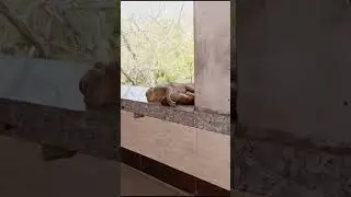 Monkey Sleep with Baby 🐒🐒🐒🐒🐒🐒 | Baby monkey with Mother | Animals Love Eachother