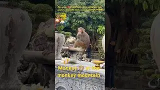 Monkey eat flowers at the monkey mountain #buddyprivatetour #mrduytourguide #beautiful #vietnam 😊❤️