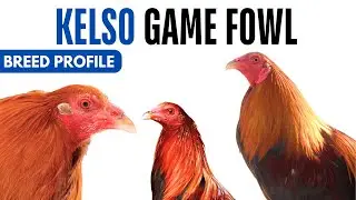 Kelso Chicken Breed Profile History Health Issues - Kelso Chicken Egg Ratio Lifespan