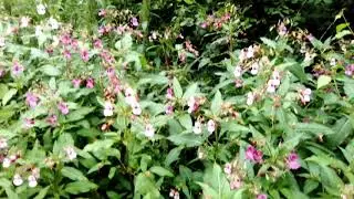 VID 20190810 071211