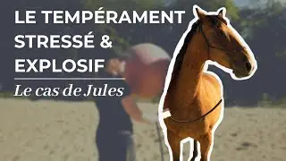 CHEVAL STRESSÉ & EXPLOSIF | Le cas de Jules