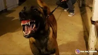 REAL DOG AGGRESSION!