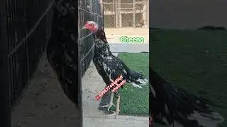 cheena aseeel #kabootar #kabutar #youtube #love#birds#viral#pakistaniaseel#roosterfarm #swataseels