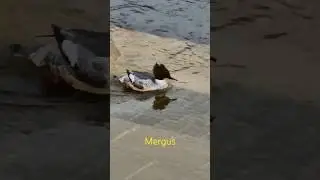 🦤#mergus #duck #shorts
