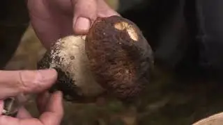 Foraging UK - Woodland - Cep Mushroom
