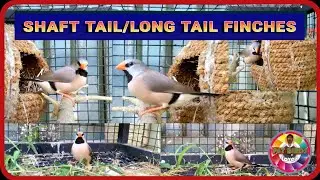 Long tail finch || Shaft tail finch