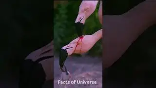 Why does the flamingo bird feed red milk to its baby? #flamingobird