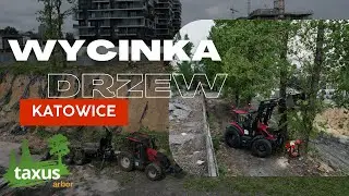 TAXUS - Wycinka drzew - Katowice