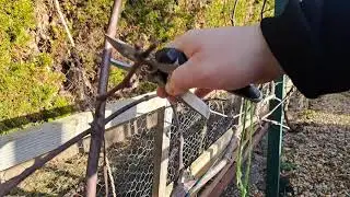 S05.04. Belevágtam a szőlő metszésébe... végére egy jelentős hiba