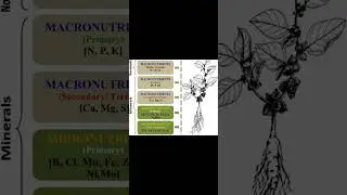 Quick revision series: Macro and micro nutrients for plants