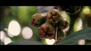 CINEMATIC Pemula Buah Jambu | #cinematic #buahjambu