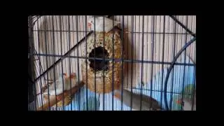 Reproduction des diamants mandarins en cage/Тропические Амадины