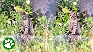 Woman spots abandoned kitten playing with flower and can't leave the adorable floof behind