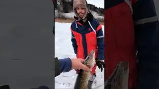 Как норвежцы относятся к щуке??!