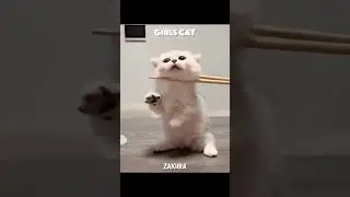 girls cats V/S boys cats 💀🌟🤯#shorts #cat #viral #animallovers #edit #trollface