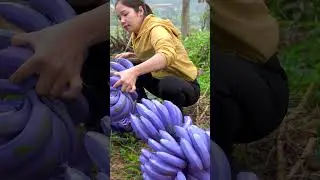 Harvesting 1000+KG Giant Purple BANANA Garden To Sell At the Market-Village life