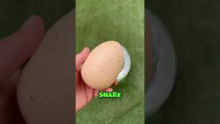 Look what came out of the shark egg. 🥚🦈  #shorts #shark