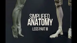 Simplified anatomy of the leg. Example in Oil based clay.