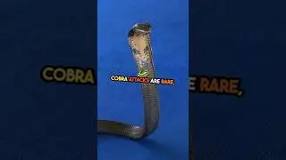 What Are The TOP Causes of Cobra Attack? #snake #animal