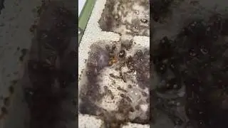 Ces fourmis ont arr&ecirc;t&eacute; de mourir !