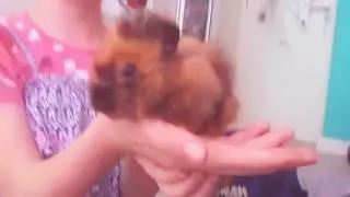 My ginger pigs!!!!!