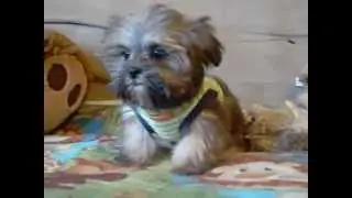 Shorkie Puppies Hypoallergenic and non shedding puppies www.pricelesspups.net