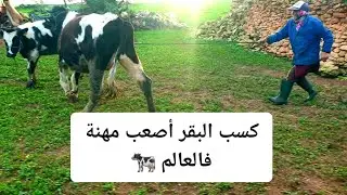 ​كساب البقر أصعب مهنة فالعالم  🐄