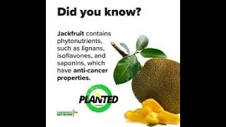 Planted Express - A Vegan Choice