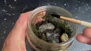 How to separate Orange springtails