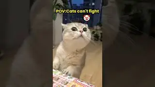 Cats Can&rsquo;t Fight 💀 Troll Face Edit | Are You Sure? 🐱 #trollface#catfight