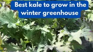 Best kale  to grow in the winter greenhouse
