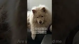 You hear it too, right? #viral #dog #dogfluencer #felixthedog