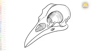 Crow skull drawings easy | Bird head sketches | How to draw A Crow skull step by step | #artjanag