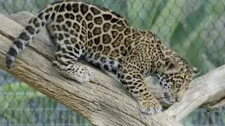 Can This Baby Jaguar Get Down From This Tree?