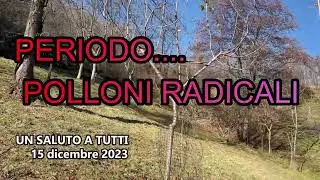 POLLONI RADICALI