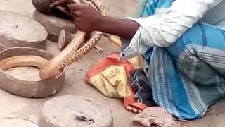 Saparia Wala jaharkand harsua ka  video