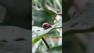 ladybug part 3 #shorts | ladybug is mating | amazing ladybug