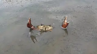 Catching A Lot Of Huge Mud Crabs In Swamp after Low Tide | Fishing A Lot Of Crabs