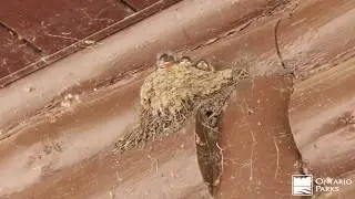 Rondeau's Nature Nuggets: Barn Swallows