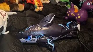 Inflate The ICF Mini Shark Inflatable 