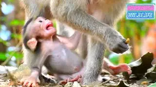 Tiny baby monkey really needs the best care from his mommy full-time