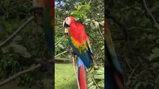Amazon forest, Scarlet Macaw Parrot