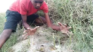 tortoise eggs catching||With BEUTIFUL boy ||Hand catching tortoise||AMEZING VIDEO #fishing