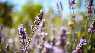 Lavender: The Sleep Herb You Didn't See Coming
