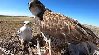 NEST LIFE OF THE FERRUGINOUS HAWK- Produced by Steve Chindgren