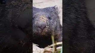 The Cuddly Wombat: Fun Facts