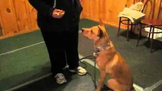 switch command-teaching dogs to give up a toy or bone when offered something of high value!!