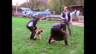 Taro vom Rheurdter Land 1. Training f&uuml;r das  Stellen & Verbellen 21.11. 2015