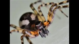 Money spiders - Linyphiidae. 3 of the 6 Neriene species - montana, clathrata, pellata.